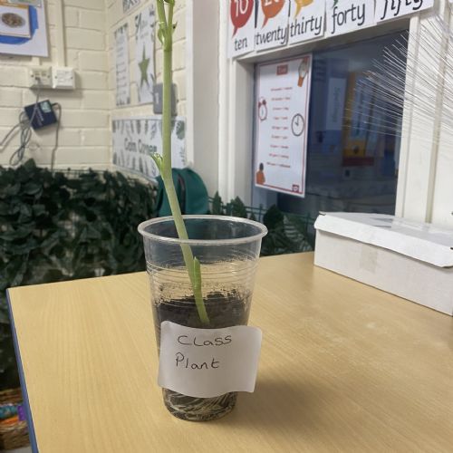 Plants