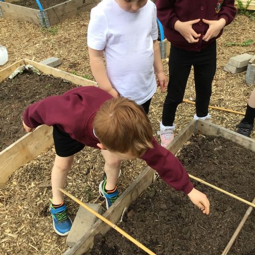 We have planted some seeds in the garden