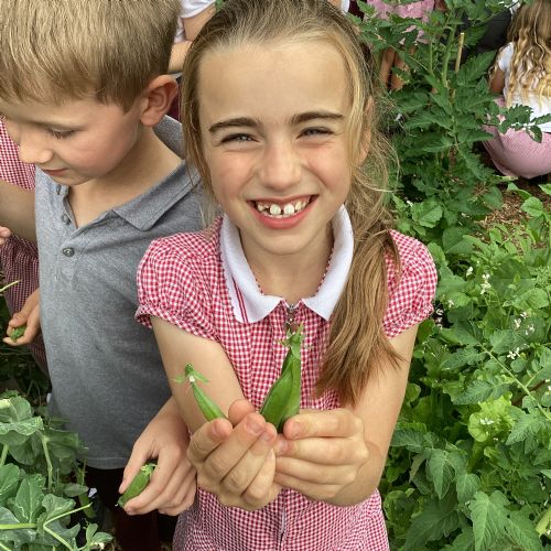 Gardening Group – Collecting the Harvest